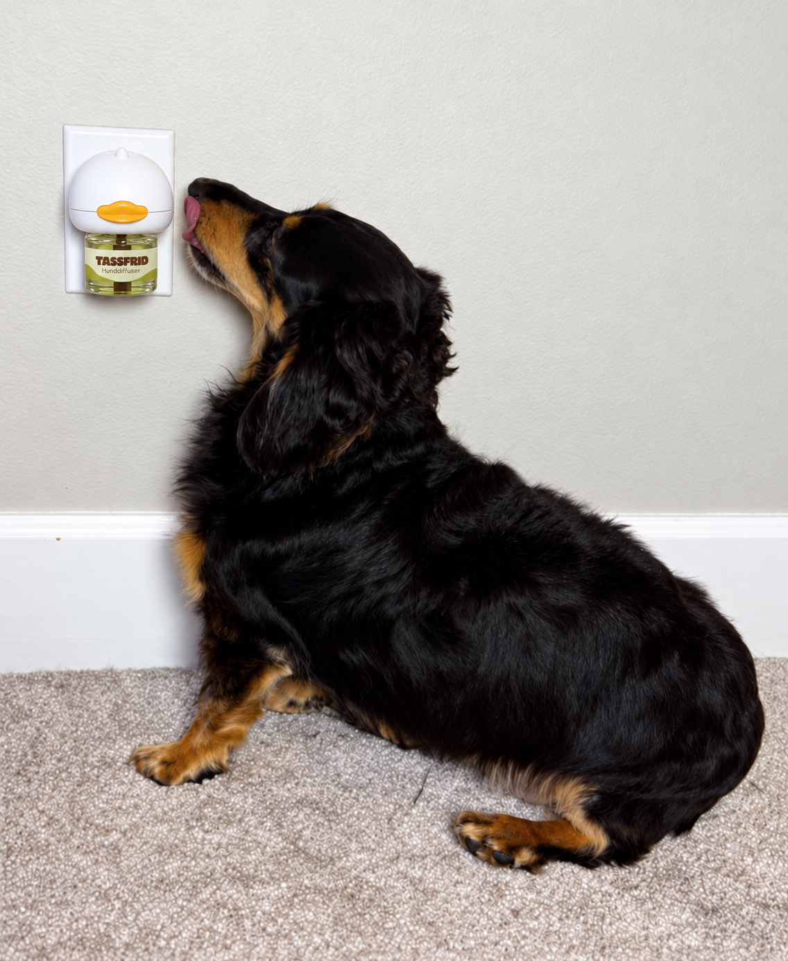 Svart och brun hund nosar på Tassfrid-diffusern i vägguttaget