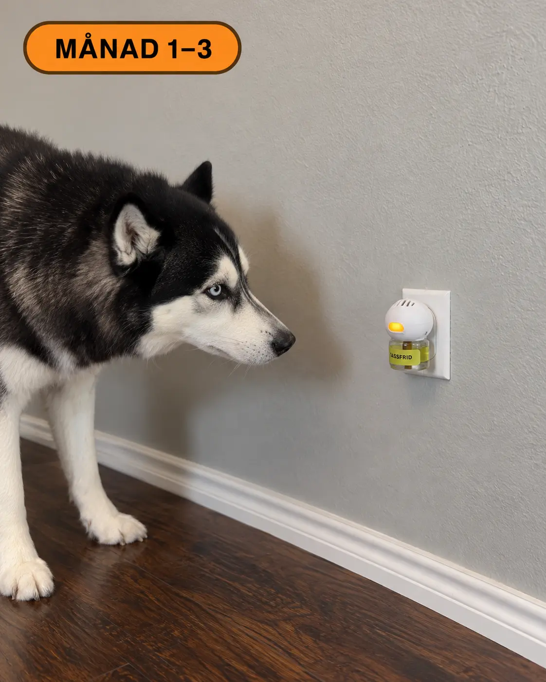 Husky tittar nyfiket på Tassfrid-diffusern i vägguttaget, månad 1–3