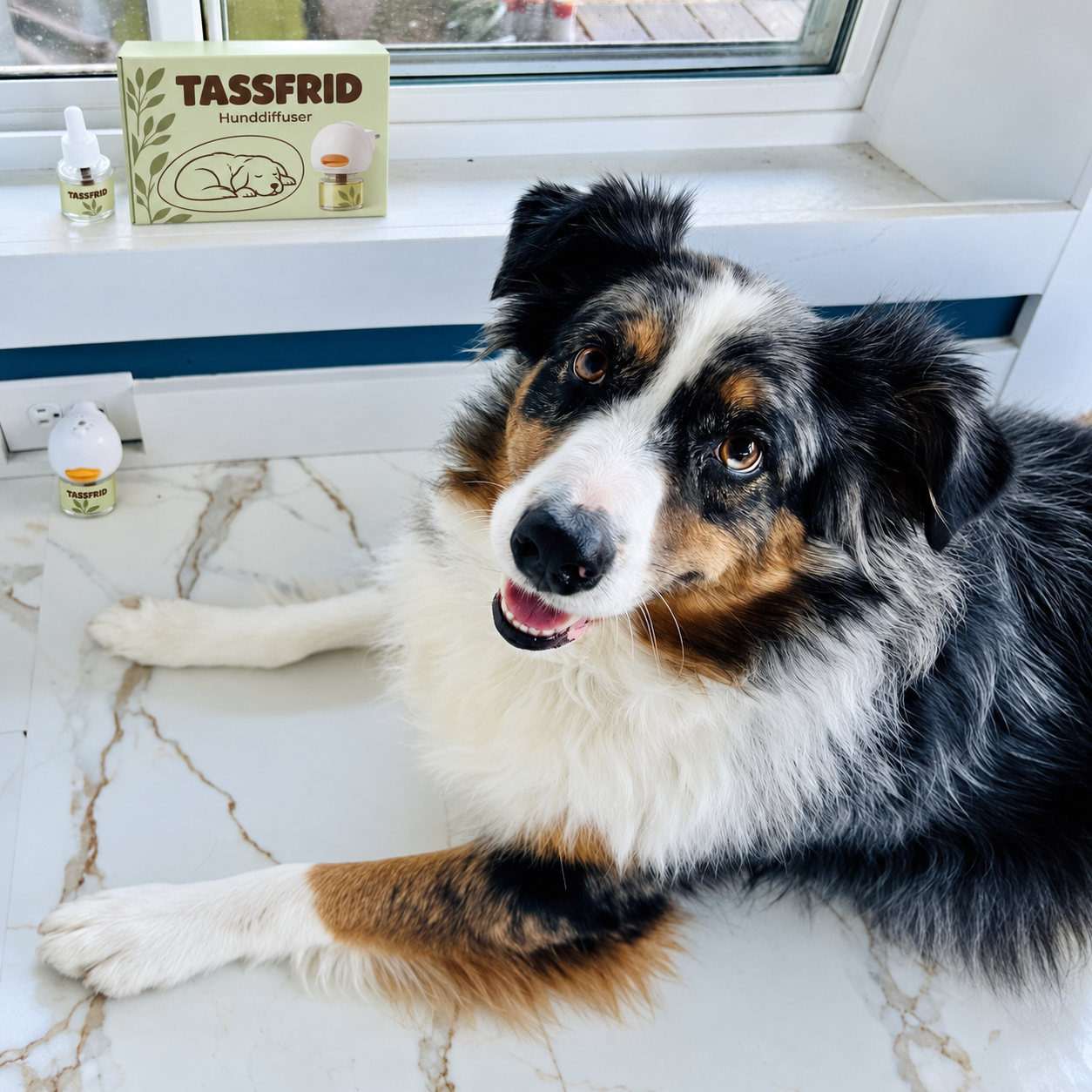 Australian shepherd ligger lugnt vid fönstret bredvid Tassfrid-förpackningen