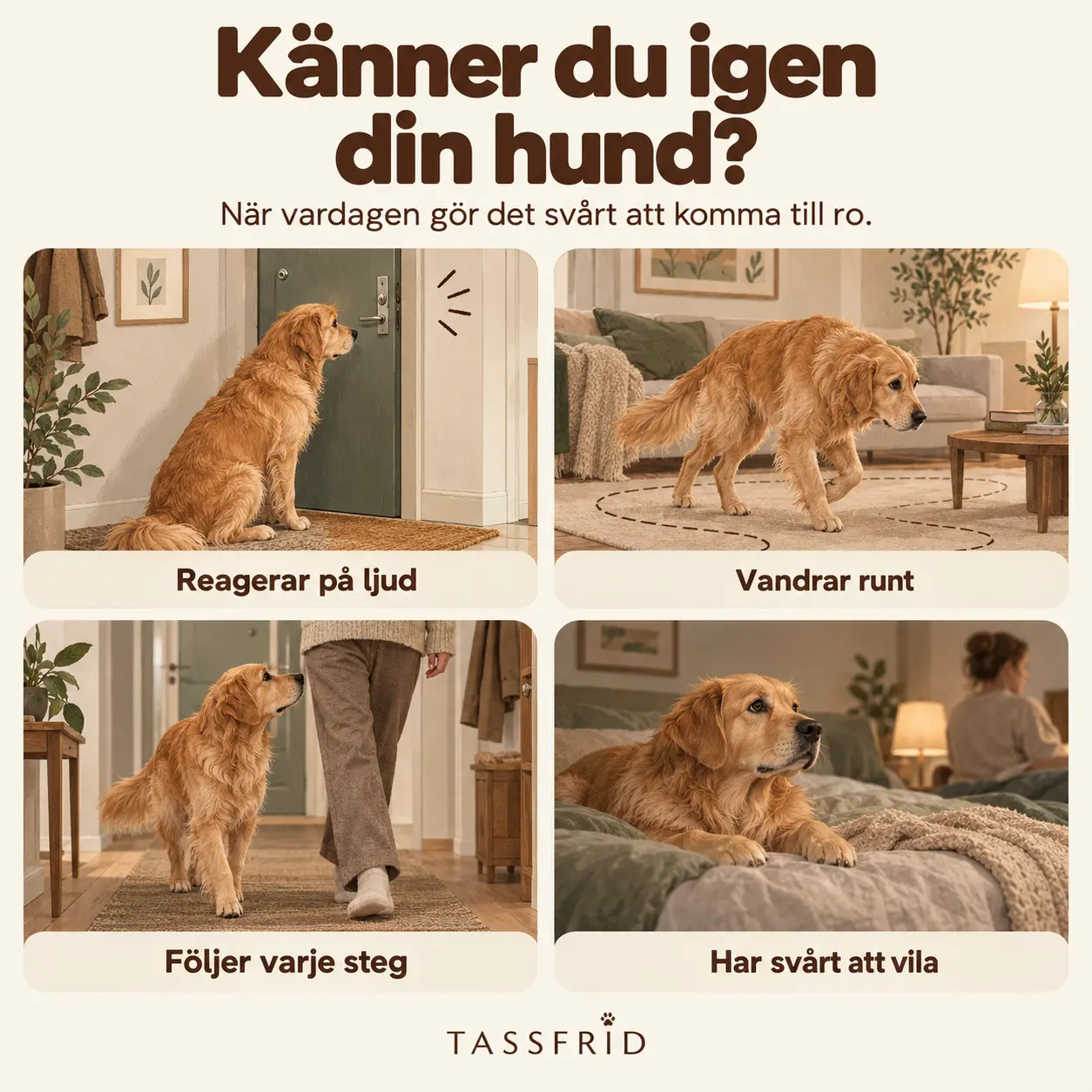 Känner du igen din hund?
